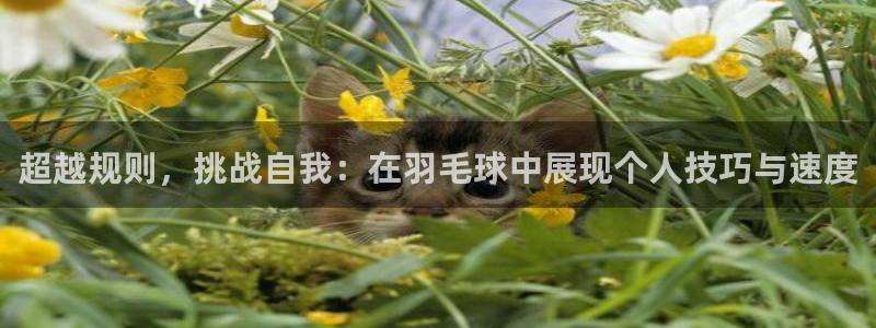 风速体育下载