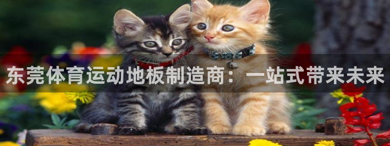 风速体育app下载官网最新版